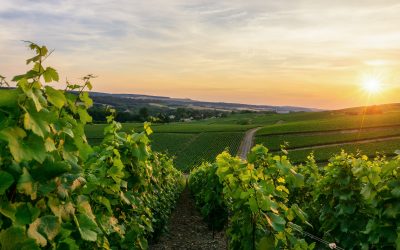 Les vendanges en Champagne : une tradition au cœur de notre territoire
